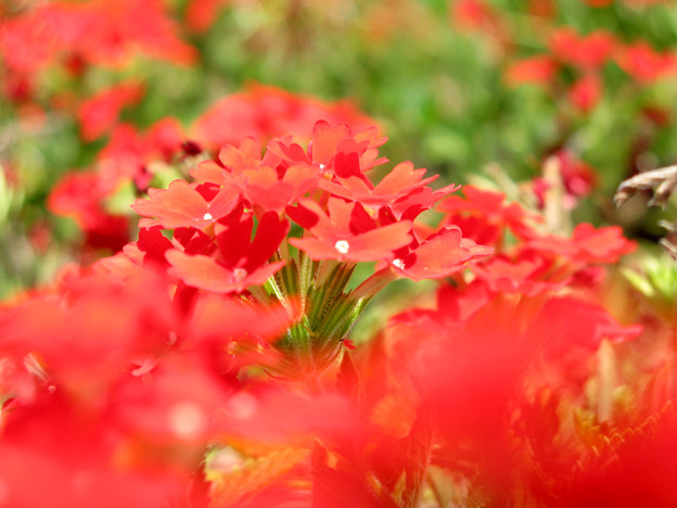 Photos: 情熱の赤い花