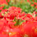 Photos: 情熱の赤い花