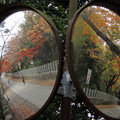 写真: カーブミラーに写った秋