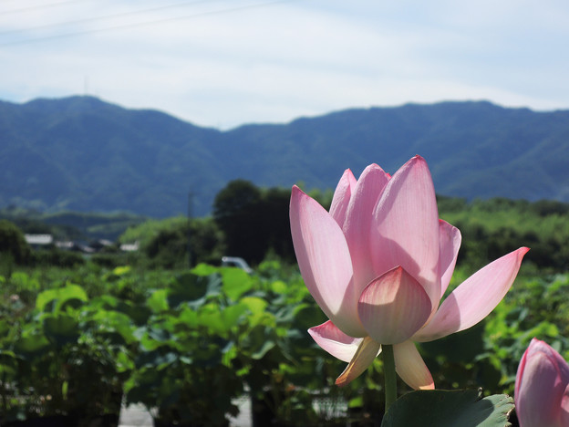 写真: 里山に咲く蓮