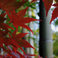 写真: 竹に紅葉