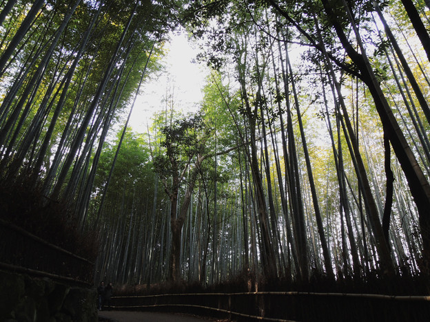 写真: 嵯峨野竹林の道