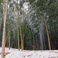 雪の竹林_2
