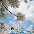 写真: 桜のある風景_2