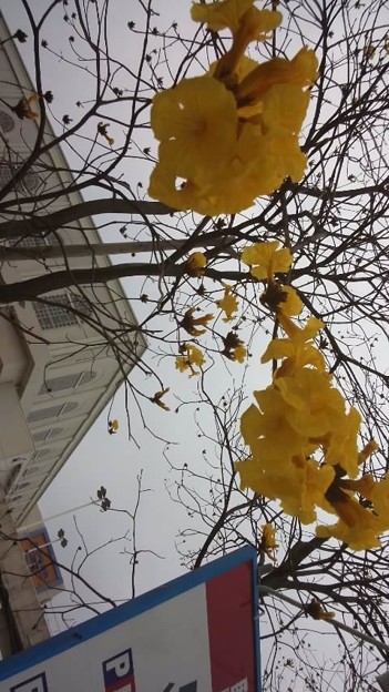 写真: 木になっている黄色い花、何...