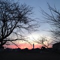 写真: 桜の木と夕焼け