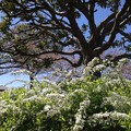 ユキヤナギと桜の見える風景