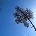 写真: 飛行機雲２
