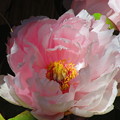 写真: ピンク牡丹３