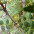 写真: ナミアゲハ　終齢幼虫