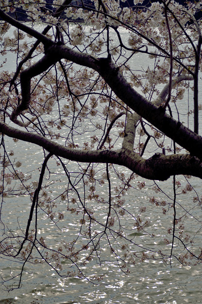 上池の桜