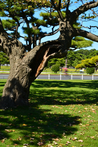 写真: と或る松林の老木とチャリダーHoliday