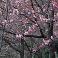 写真: 君津の河津桜