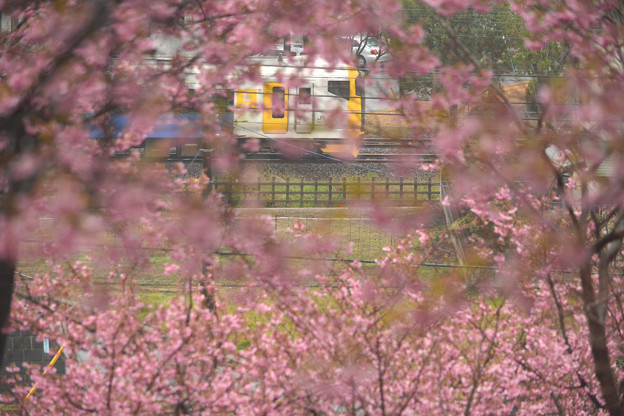写真: 雨の桜とE257系500番台