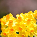 写真: 水仙の花