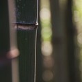 写真: 竹の想い