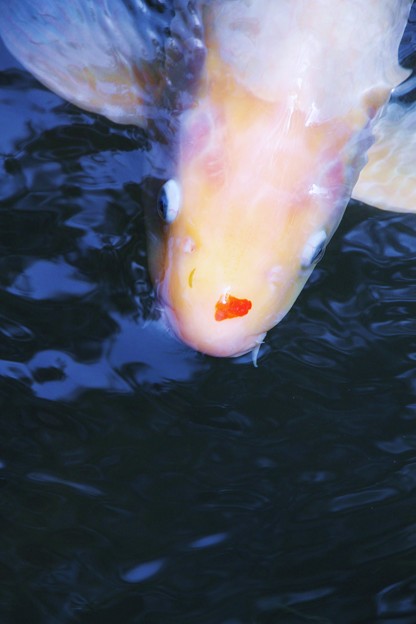 写真: ハートな鯉