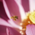 写真: 蓮とミツバチ
