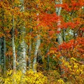 写真: 白峰西山の紅葉