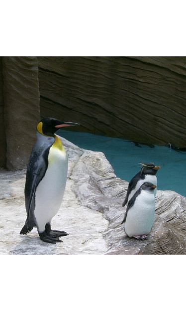 Photos: @nyanti315 東山動物園のペンギンさんー。イワトビペンギンも可愛いです(^...