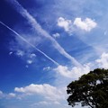 写真: 青空と雲と木