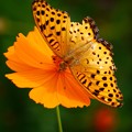 写真: 羽を広げる蝶