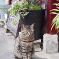 写真: 新宿３丁目の猫たち_2