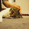 写真: マッサージされる猫の春さん_1 幸せ〜♪