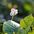 写真: 四角豆の花