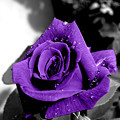 @tasmaenon 紫だ...