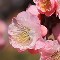 写真: 薄いピンクの梅
