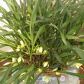 写真: Maxillaria porphyrostele