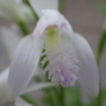 写真: 白花日本とき草