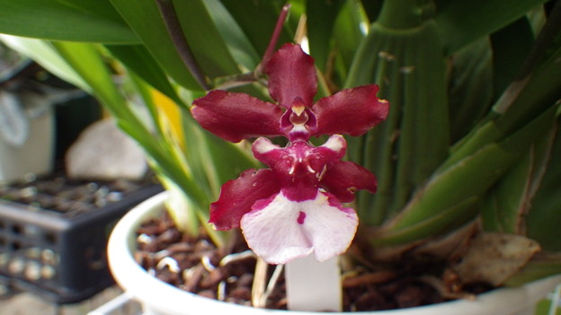 Onc. Shalley Baby ‘Sweet Fragrace’
