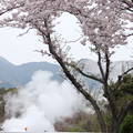 写真: 桜と湯けむり♪