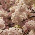 写真: 通り抜けの桜３♪