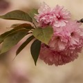 写真: 通り抜けの桜４♪