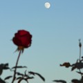 写真: 月と赤いバラ♪