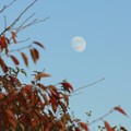 写真: 月と紅葉♪