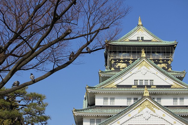 写真: 大阪城とハト♪