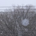 写真: 一瞬の吹雪〜窓♪