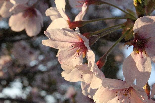 写真: 夕焼け空の桜顔