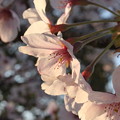 写真: 夕焼け空の桜顔