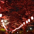 写真: 16中野通り夜桜2