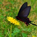 写真: 黒蝶とﾀﾝﾎﾟﾎﾟ