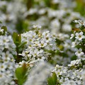 写真: もてぎ白い花1
