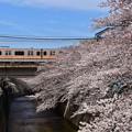 写真: 18東中野桜と中央線