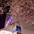 写真: 18中野通り夜桜1