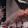 18中野通り夜桜2