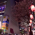 写真: 18中野通り夜桜3